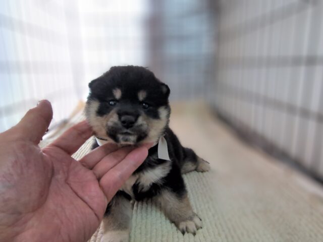 柴犬