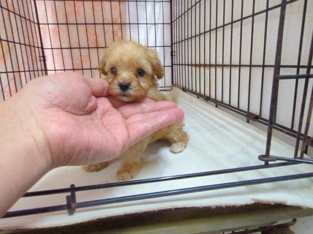 トイ・プードル × マルチーズ