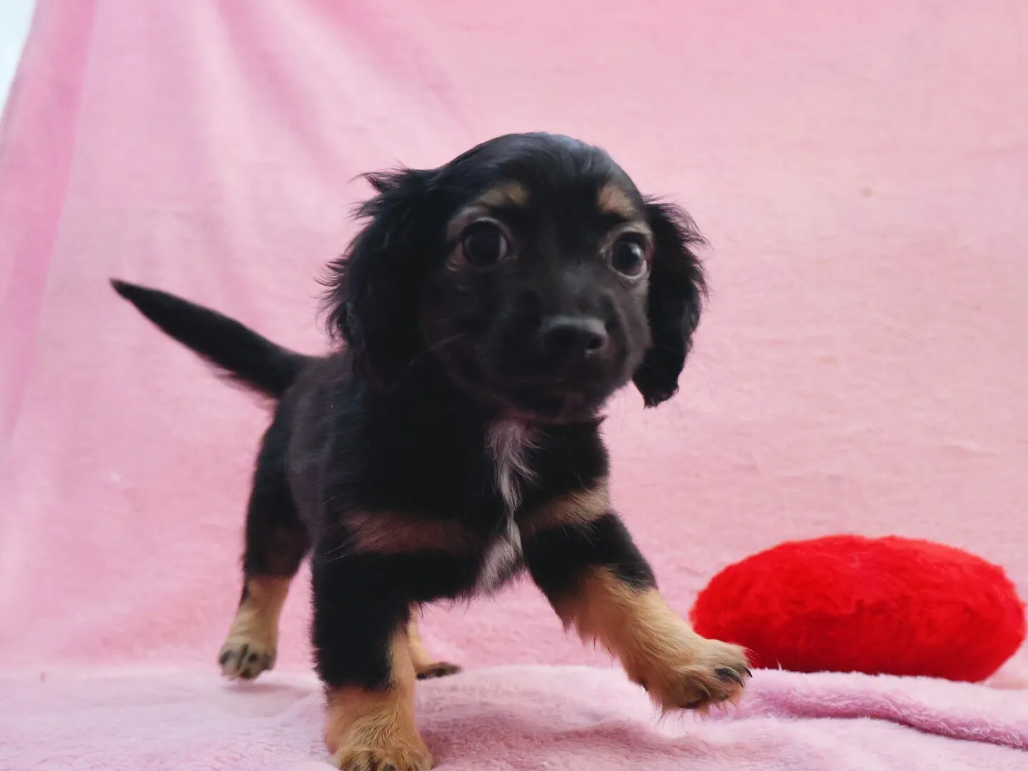 Mダックス × チワワ