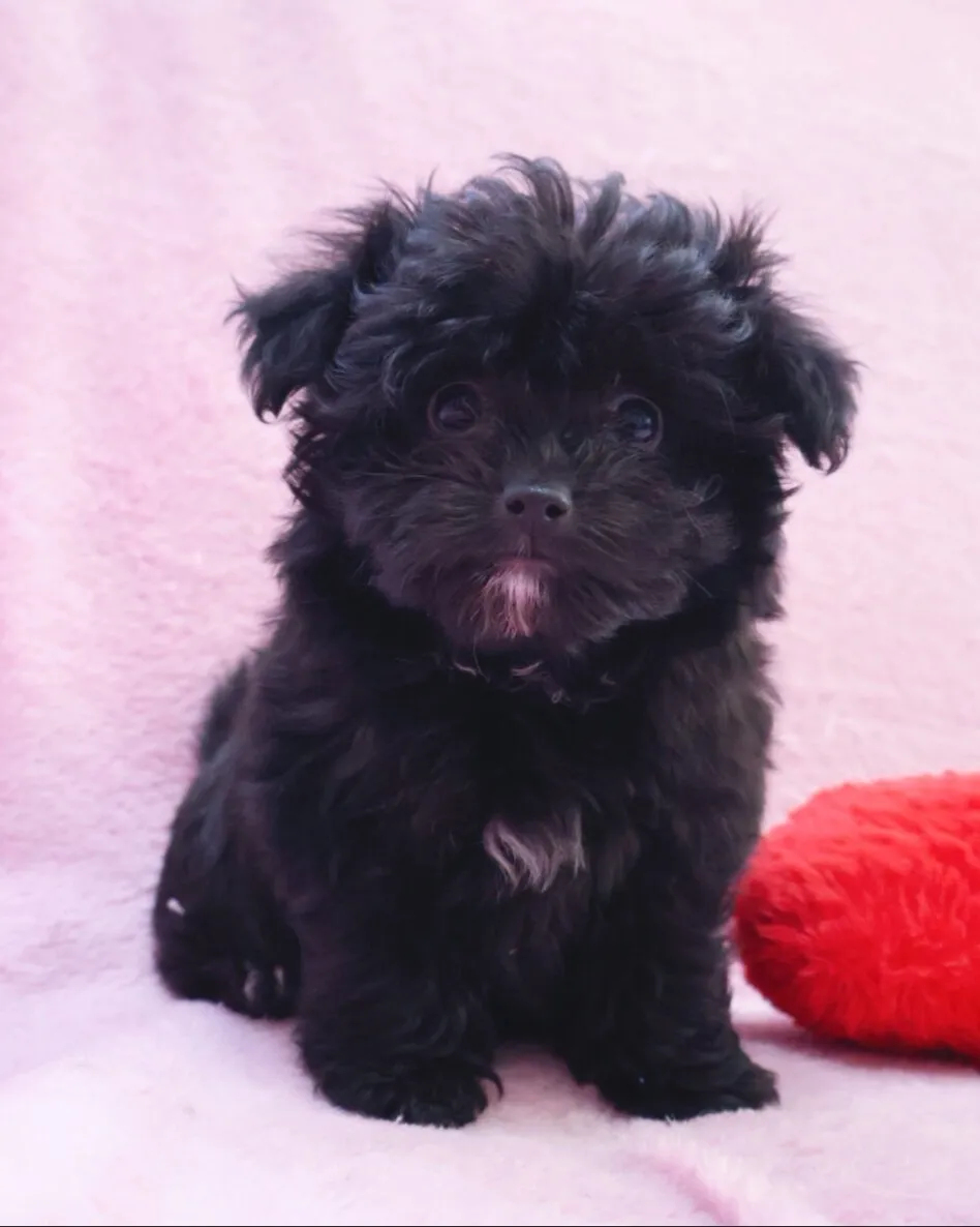 チワワ × トイ・プードル