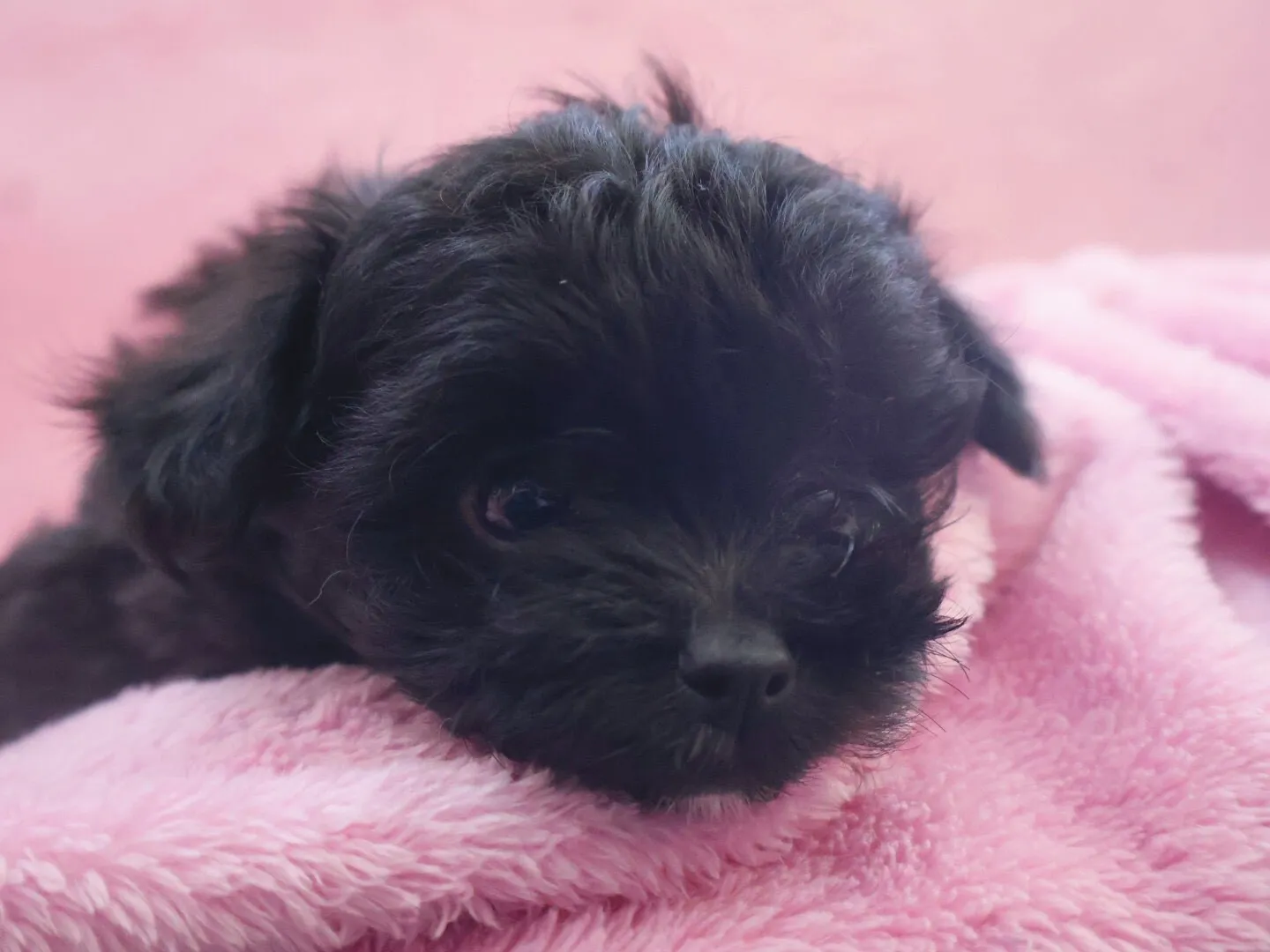 チワワ × トイ・プードル