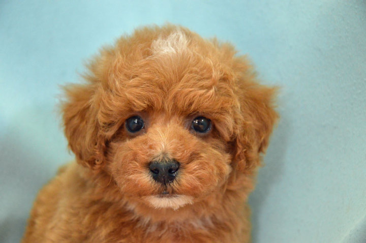 トイ・プードル