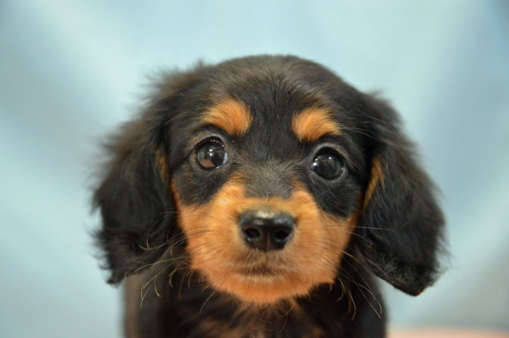 ミニチュアダックスフンド