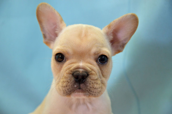 フレンチブルドッグ