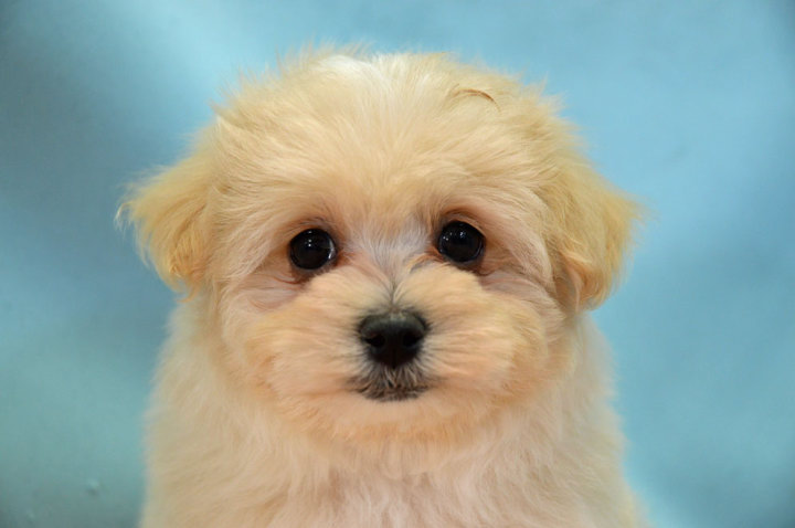 トイ・プードル