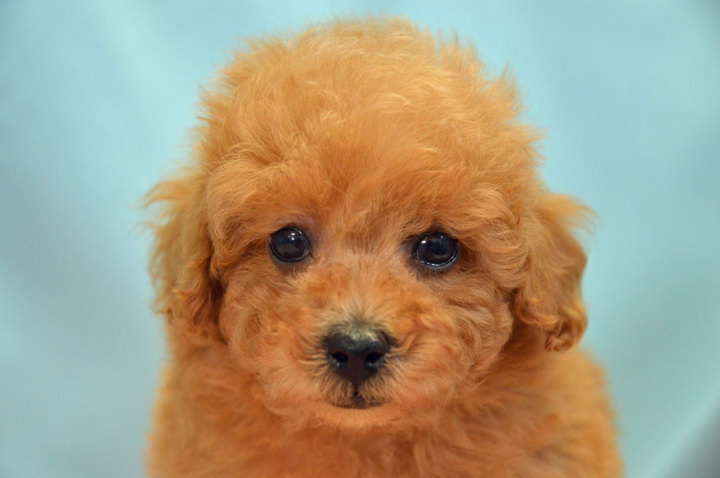 トイ・プードル