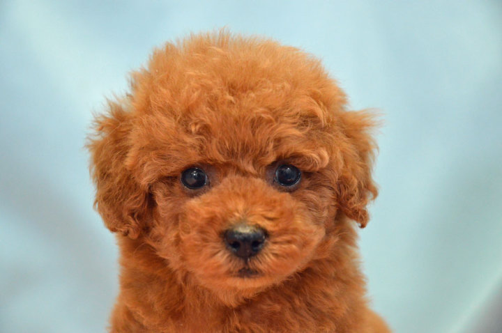 トイ・プードル