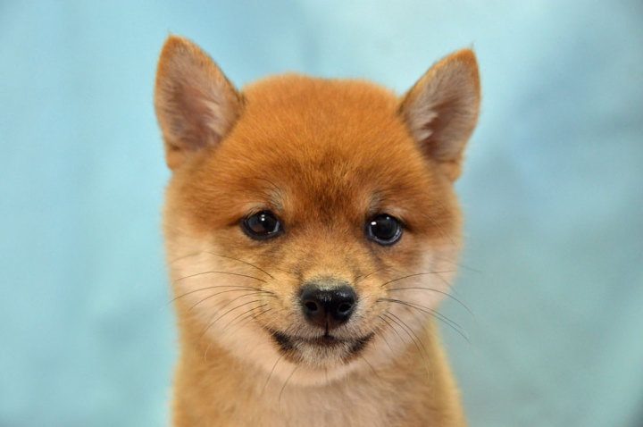 豆柴犬