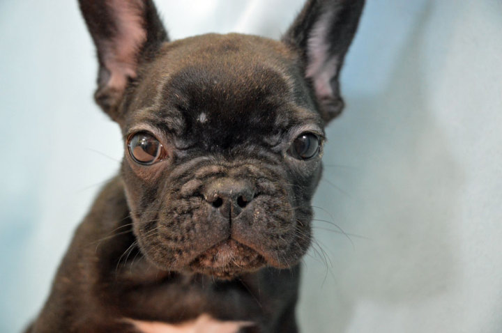 フレンチブルドッグ