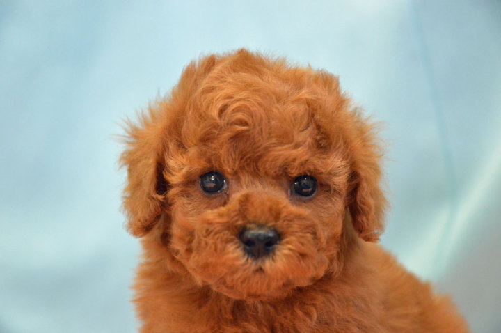 トイ・プードル