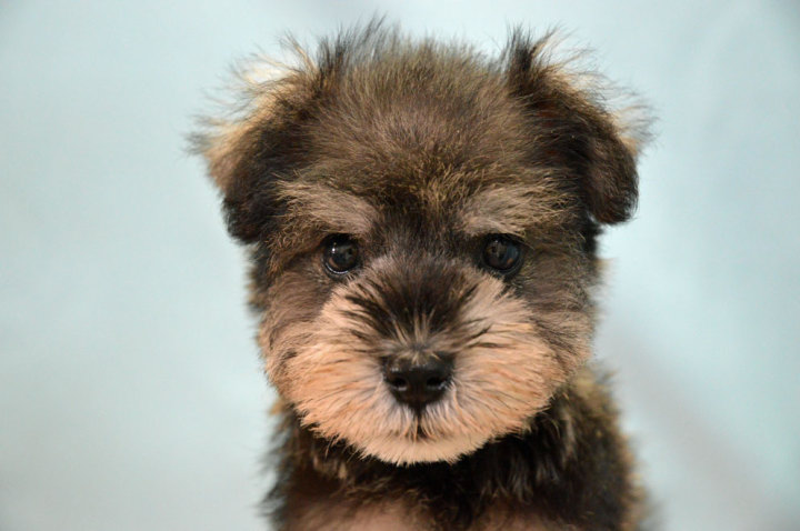 ミニチュアシュナウザー