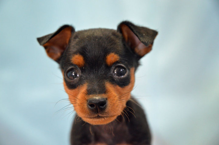 ミニチュア・ピンシャー