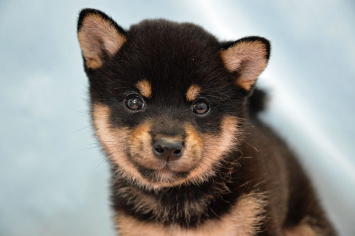 柴犬