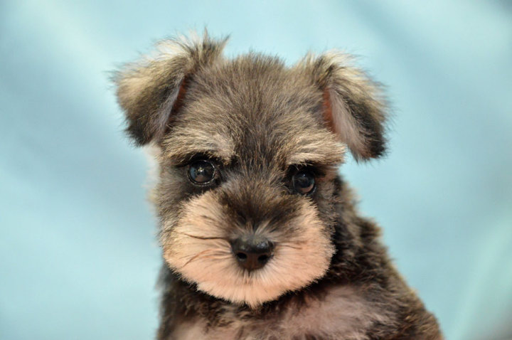 ミニチュアシュナウザー