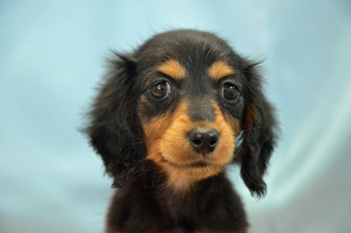 ミニチュアダックスフンド