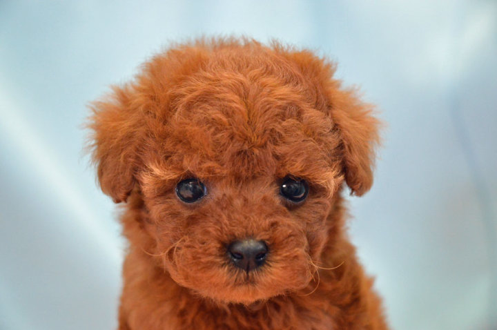 トイ・プードル