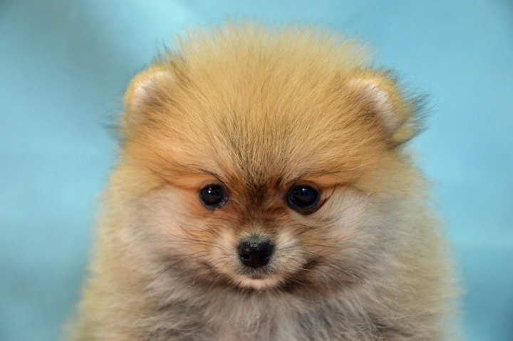 ポメラニアン