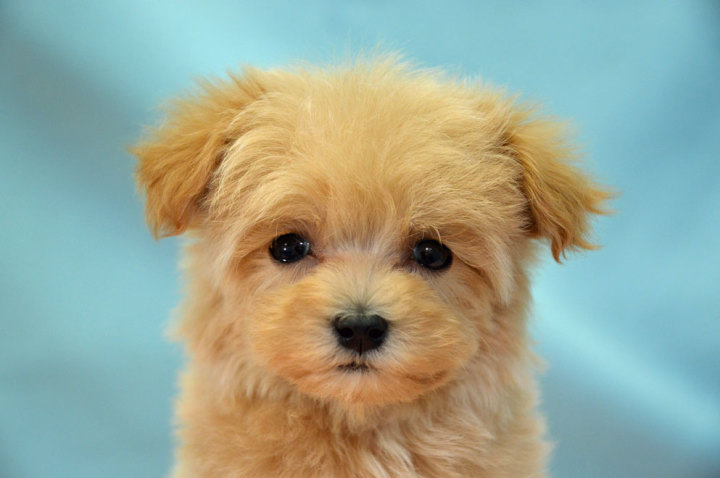 トイ・プードル